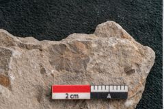 Foto (Detailansicht) von Asterophyllites equisetiformis Br. (NHMW-GEO-2024-0188-11002)